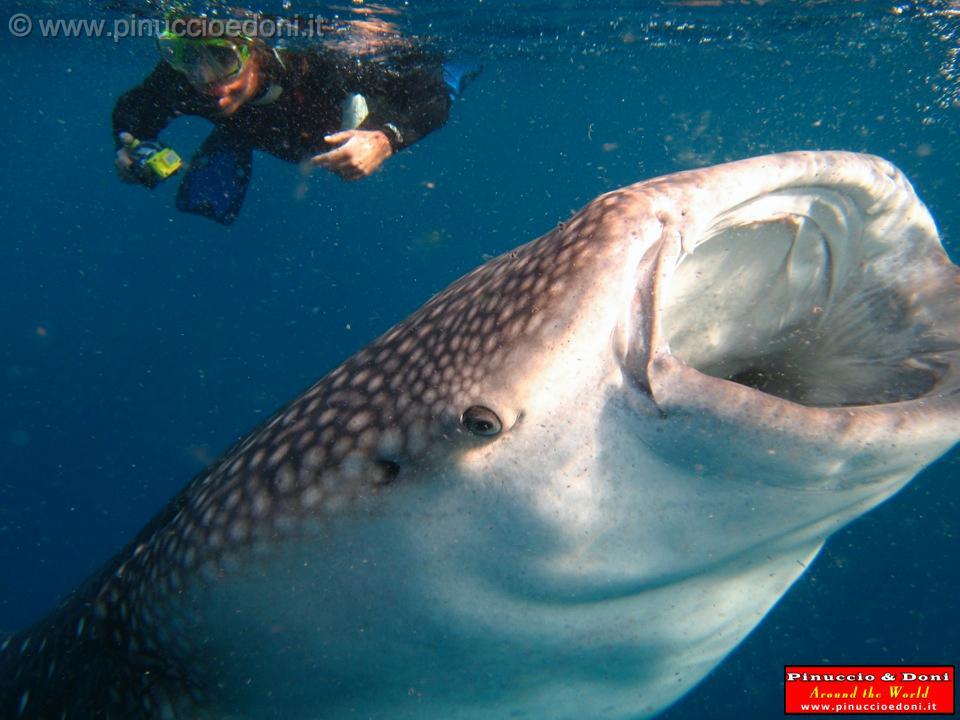 Djibouti - Whale Shark in the Gulf of Aden - 10.jpg